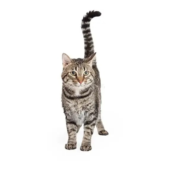 Gato