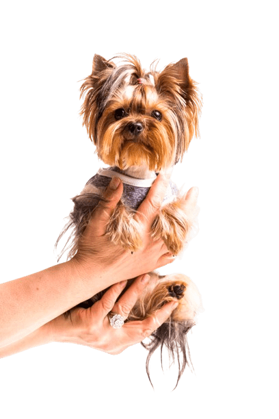 Yorkie