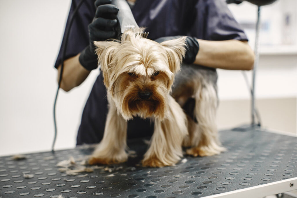 mascota en la peluqueria