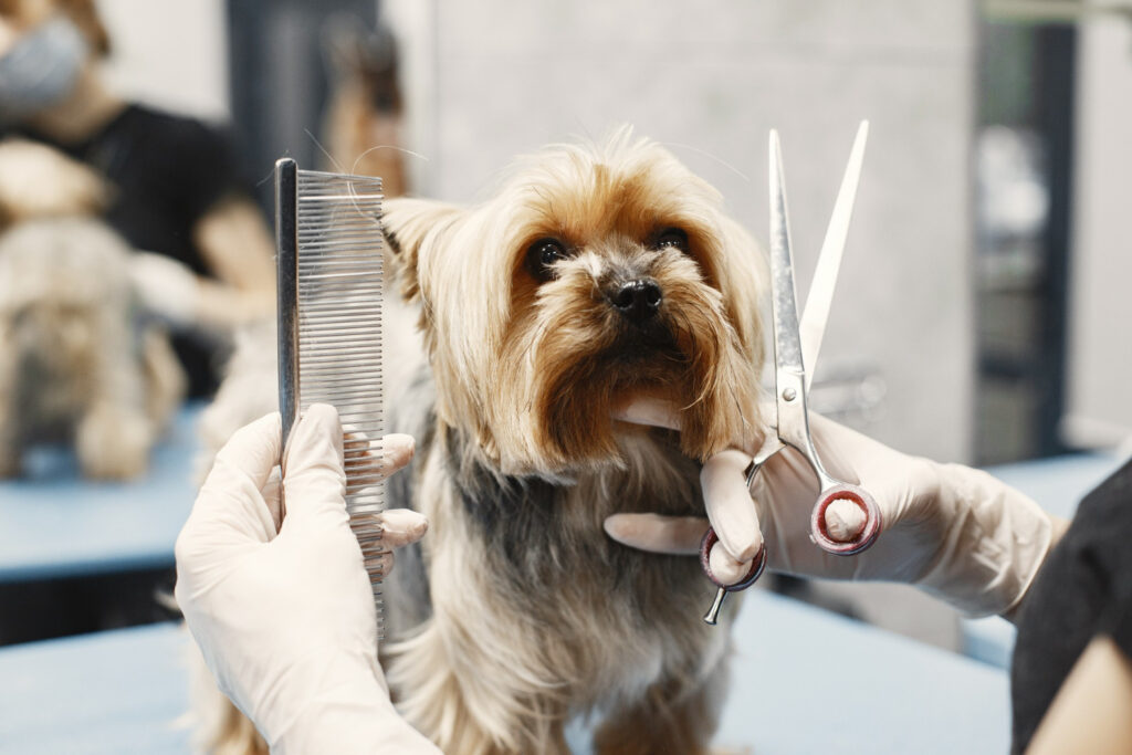 mascota cortandose el pelo