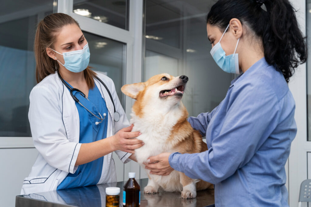mascota y su medico