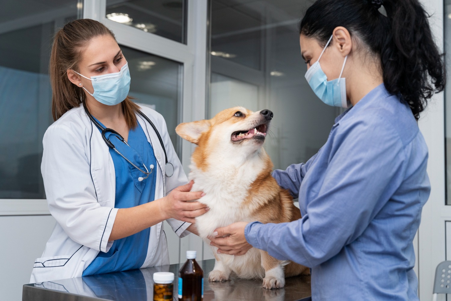 mascota y su medico