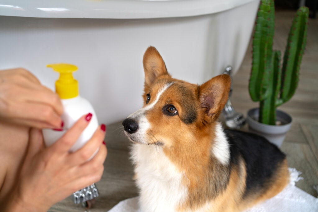 mascota con shampoo